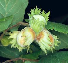 Attēlu rezultāti vaicājumam “Corylus avellana fruit”