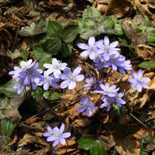 Attēlu rezultāti vaicājumam “Hepatica nobilis fruit”