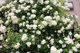 「アイスバーグ」の画像検索結果