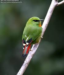 Attēlu rezultāti vaicājumam “Passeriformes”