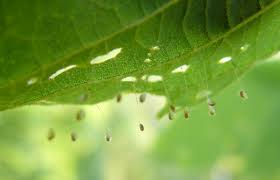 Attēlu rezultāti vaicājumam “Chrysopidae eggs”
