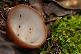 Attēlu rezultāti vaicājumam “Humaria hemisphaerica”