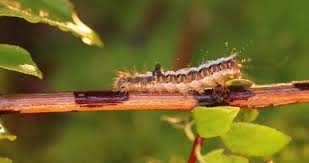 Attēlu rezultāti vaicājumam “Euproctis similis”