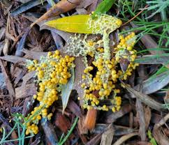 Attēlu rezultāti vaicājumam “Diachea leucopodia spores”