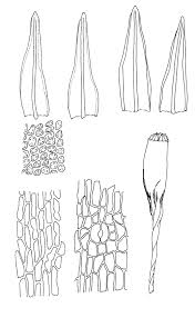 Attēlu rezultāti vaicājumam “Orthotrichum speciosum”