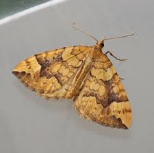 Attēlu rezultāti vaicājumam “Eulithis sp.”