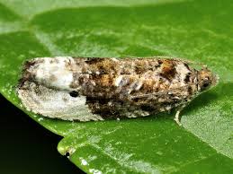 Attēlu rezultāti vaicājumam “Hedya nubiferana”