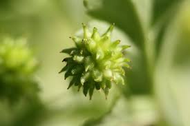 Image result for Buschwindröschen