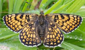 Attēlu rezultāti vaicājumam “Melitaea cinxia upperside”