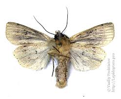 Attēlu rezultāti vaicājumam “Mythimna impura”