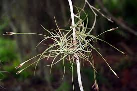 Image result for tillandsia umbellata