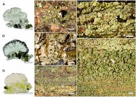 Attēlu rezultāti vaicājumam “Micarea sp.”