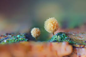 Attēlu rezultāti vaicājumam “Hemitrichia calyculata young”