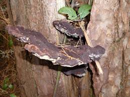 Attēlu rezultāti vaicājumam “Phaeolus schweinitzii”