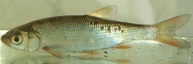 Attēlu rezultāti vaicājumam “Leuciscus idus”