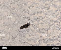 Attēlu rezultāti vaicājumam “Metylophorus nebulosus”