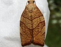 Attēlu rezultāti vaicājumam “Pandemis corylana”