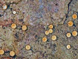 Attēlu rezultāti vaicājumam “Coenogonium pineti”