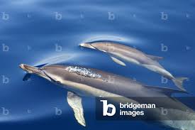 Image result for Delphinus delphis