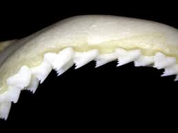 Image result for Furgaleus macki