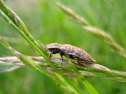 Attēlu rezultāti vaicājumam “Agrypnus murinus”