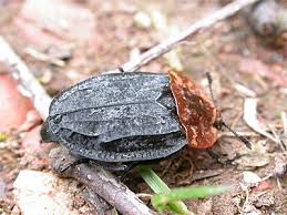 Attēlu rezultāti vaicājumam “Oiceoptoma thoracicum”