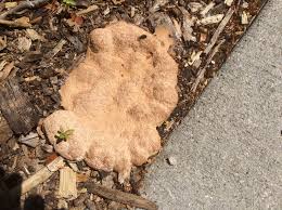 Attēlu rezultāti vaicājumam “Fuligo candida f. persicum spores”