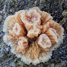 Attēlu rezultāti vaicājumam “Phlebia tremellosa”