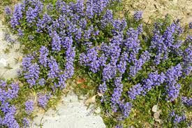 Image result for Ajuga reptans