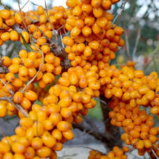 Attēlu rezultāti vaicājumam “Hippophae rhamnoides fruit”