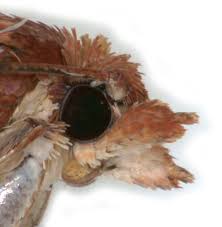 Attēlu rezultāti vaicājumam “Acleris aspersana”