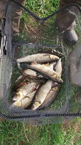 Image result for Taunton Angling Association