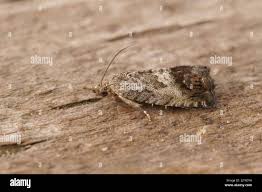 Attēlu rezultāti vaicājumam “Cydia splendana”