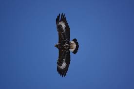 Attēlu rezultāti vaicājumam “Aquila chrysaetos”