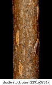 Attēlu rezultāti vaicājumam “x Sorbaronia fallax”