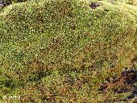 Attēlu rezultāti vaicājumam “Bryum pallescens sporophyte”