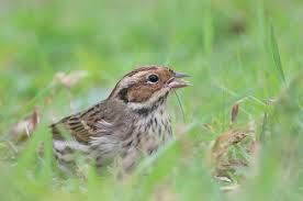 Image result for Emberiza pusilla