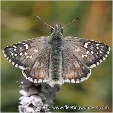 Attēlu rezultāti vaicājumam “Pyrgus alveus”