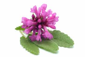 Attēlu rezultāti vaicājumam “Stachys officinalis flower”