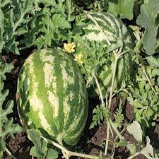 Attēlu rezultāti vaicājumam “Citrullus lanatus leaf”