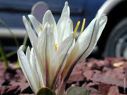 Attēlu rezultāti vaicājumam “Colchicum luteum flower”