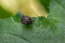 Attēlu rezultāti vaicājumam “Cytilus sericeus”