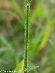 Attēlu rezultāti vaicājumam “Laserpitium prutenicum”