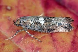 Attēlu rezultāti vaicājumam “Acrolepiopsis assectella”