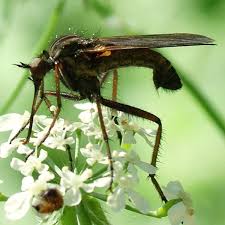 Attēlu rezultāti vaicājumam “Empis sp.”