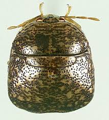 Attēlu rezultāti vaicājumam “Cribraria splendens macro”