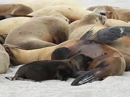 Image result for DeeperBlue.net Tribe (South London)