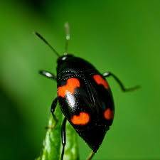 Attēlu rezultāti vaicājumam “Scaphidium quadrimaculatum”