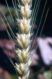 Attēlu rezultāti vaicājumam “Triticum aestivum”