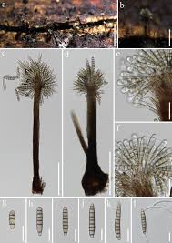 Attēlu rezultāti vaicājumam “Stemonitis foliicola stalked”